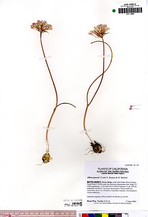 Archivo:Allium jepsonii