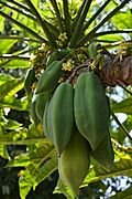 Arbol de papaya Frutas del los campos