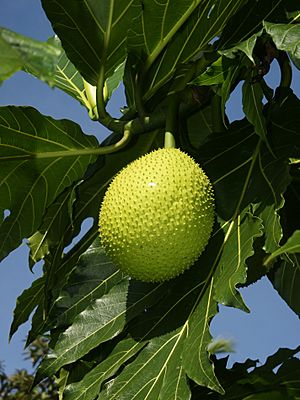 Archivo:Artocarpus altilis (fruit)