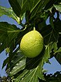 Artocarpus altilis (fruit)