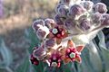 Asclepias sp. flowers (Marshal Hedin)