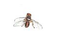 Bactrocera oleae g7