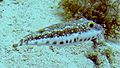 Bandtail puffer