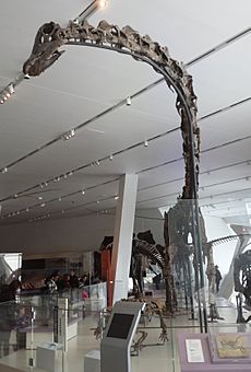 Archivo:Barosaurus - Sauropod Dinosaur at ROM