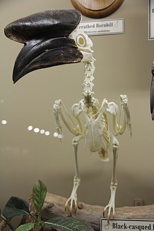 Archivo:Black-casqued hornbill male skeleton