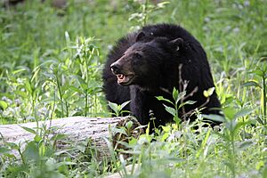 Archivo:Black bear, May 2015--Warren Bielenberg (40156718781)