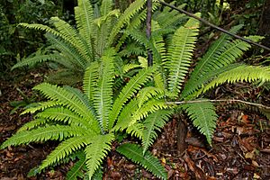 Archivo:Blechnum discolor - crown fern