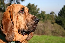 Archivo:Bloodhound portrait