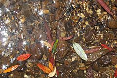 Archivo:Blue Mountains Stream with leaves of Elaeocarpus holopetalus & Atherosperma moschatum