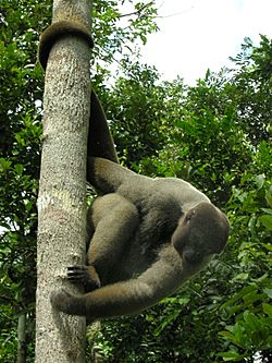 Brown Woolly Monkey.jpg