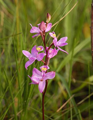 Archivo:Calopogon multiflorus (Multi-flowered grass pink)