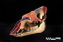 Archivo:Camel skull (MAV FMVZ USP)