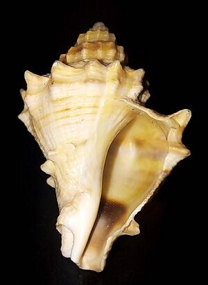 Archivo:Caracola de Mar