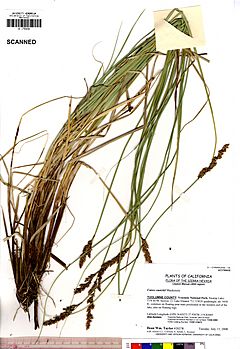 Archivo:Carex cusickii UC1755432