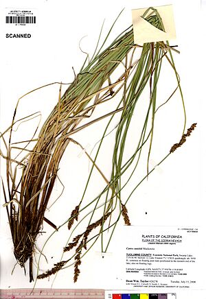 Archivo:Carex cusickii UC1755432