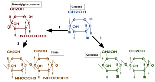 Chitin glucose and cellulose