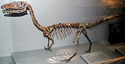 Coelophysis bauri mount.jpg