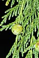 Cupressus nootkatensis 5879