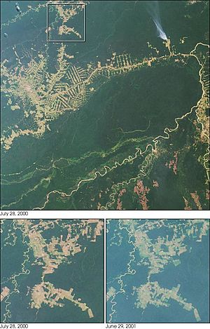 Archivo:Deforestacja RioBranco