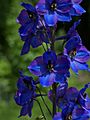 Delphinium elatum hybride 001