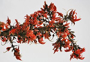 Archivo:Dhak (Butea monosperma) flowers in Kolkata W IMG 4219