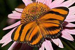 Dryadula-phaetusa-butterfly.jpg