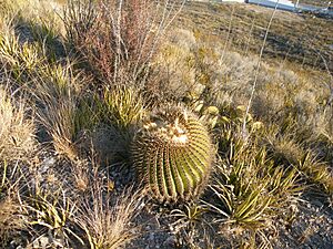 Archivo:Echinocactus platyacanthus (5700336542)