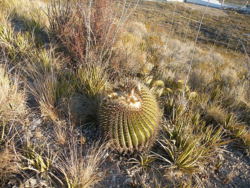 Echinocactus platyacanthus (5700336542)