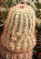 Echinocereus bristolii 01