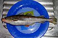 Eleginus gracilis