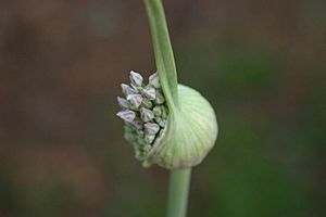 Archivo:Elephant Garlic (Allium ampeloprasum)