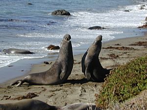Archivo:Elephant seal fight Part-1