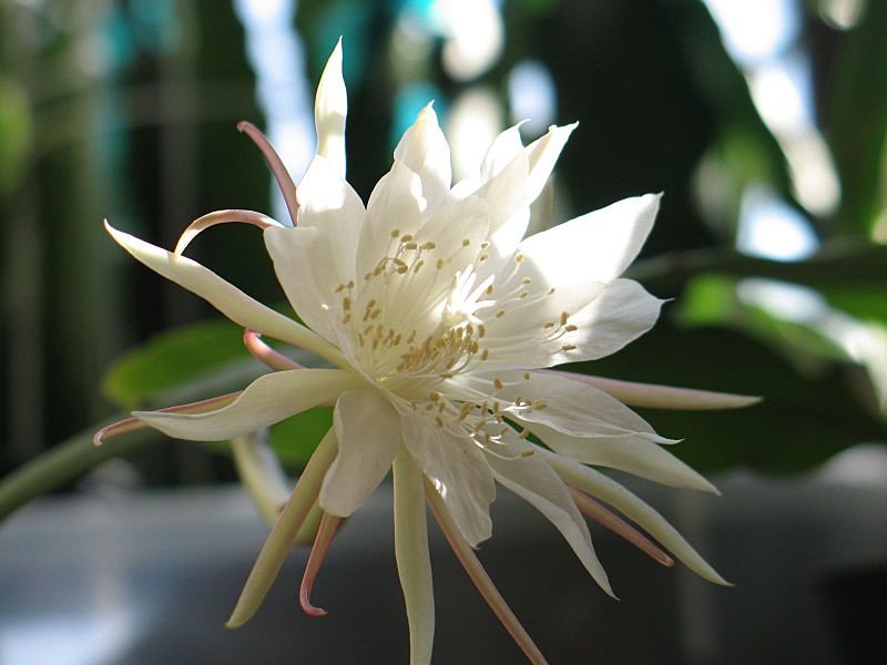 Epiphyllum pumilum286970600
