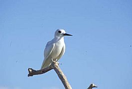 Fairy Tern, Ducie Island