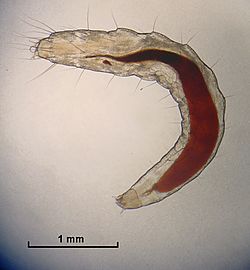 Archivo:Flea Larva