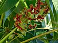 Flor de S. foetida
