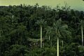 Forests at Cutervo National Park