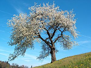 Archivo:Frühling blühender Kirschenbaum