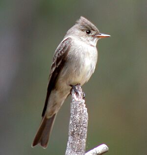 Archivo:Greater Pewee Contopus pertinax (16275457927)