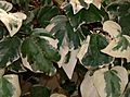 Hedera canariensis Variegata1