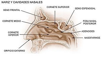 Archivo:Illu nariz y cavidades nasales