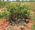 Ipomoea costata