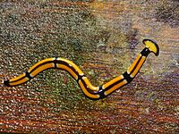 Archivo:Land Planarian (Bipalium sp.) - Deer Cave Boardwalk, Mulu NP, Sarawak, Malaysia (5)