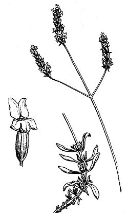 Lavandula Latifolia.jpg