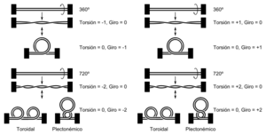 Archivo:Linear DNA Supercoiling-es