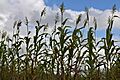 Local Malawi variety of sorghum
