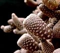 Maihueniopsis clavarioides3 ies