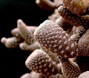Archivo:Maihueniopsis clavarioides3 ies