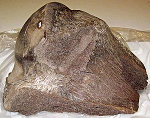 Archivo:Mammut americanum humerus with tooth marks