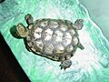 Mauremys leprosa 01